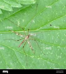 Attēlu rezultāti vaicājumam “Epiphragma ocellare”