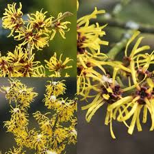 Attēlu rezultāti vaicājumam “Hamamelis mollis”