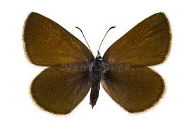 Attēlu rezultāti vaicājumam “Cyaniris semiargus male”