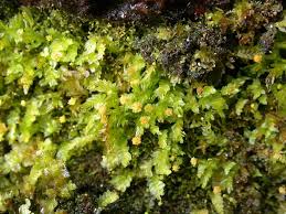 Attēlu rezultāti vaicājumam “Tetraphis pellucida”