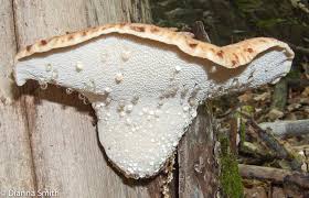 Attēlu rezultāti vaicājumam “Polyporus squamosus”
