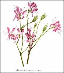 Attēlu rezultāti vaicājumam “Rhododendron canadense flower”