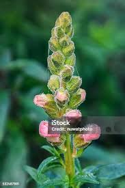 Attēlu rezultāti vaicājumam “Antirrhinum majus leaf”