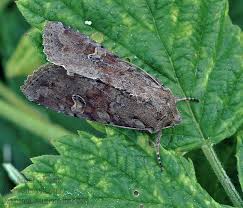 Attēlu rezultāti vaicājumam “Apamea sordens”