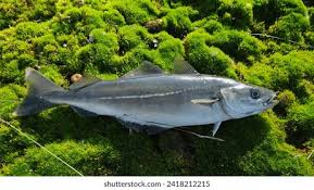 Image result for Pollachius pollachius