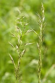 Attēlu rezultāti vaicājumam “Trisetum flavescens flower”