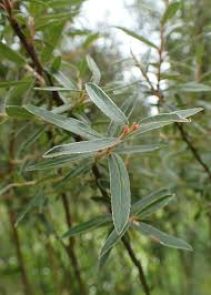 Attēlu rezultāti vaicājumam “Salix myrtilloides”
