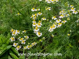 Attēlu rezultāti vaicājumam “Matricaria chamomilla flower”