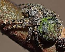 Attēlu rezultāti vaicājumam “Gibbaranea gibbosa”