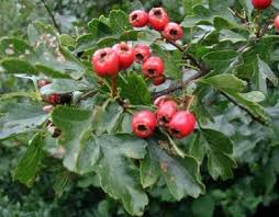 Attēlu rezultāti vaicājumam “Crataegus monogyna fruit”