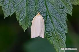 Attēlu rezultāti vaicājumam “Aphelia paleana”