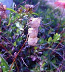 Attēlu rezultāti vaicājumam “Rhinanthus serotinus fruit”