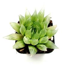 Image result for Haworthia