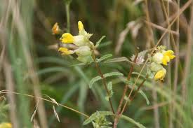 Attēlu rezultāti vaicājumam “Rhinanthus serotinus”