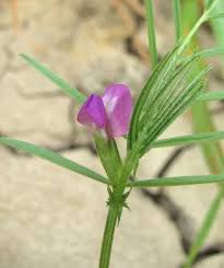 Attēlu rezultāti vaicājumam “Vicia angustifolia flower”