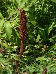Attēlu rezultāti vaicājumam “Orobanche elatior flower”