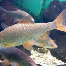 Image result for Rutilus rutilus