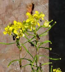 Attēlu rezultāti vaicājumam “Diplotaxis tenuifolia bud”