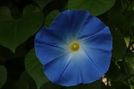 Image result for Ipomoea Heavenly Blue
