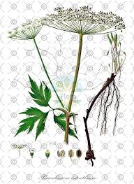 Attēlu rezultāti vaicājumam “Peucedanum oreoselinum flower”