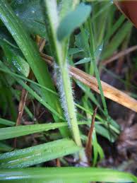 Attēlu rezultāti vaicājumam “Carex hirta female flower”
