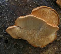 Attēlu rezultāti vaicājumam “Postia leucomallella”