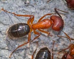 Attēlu rezultāti vaicājumam “Formicidae”