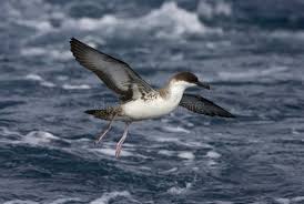 Image result for Puffinus gravis