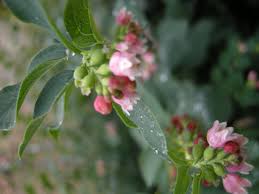 Attēlu rezultāti vaicājumam “Symphoricarpos albus flower”