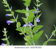 Attēlu rezultāti vaicājumam “Scutellaria galericulata leaf”