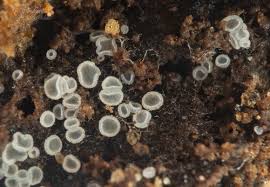 Attēlu rezultāti vaicājumam “Hyaloscypha hyalina”