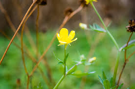 Attēlu rezultāti vaicājumam “Ranunculus bulbosus flower”