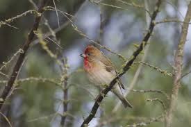 Attēlu rezultāti vaicājumam “Carpodacus erythrinus”