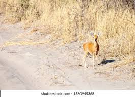 Attēlu rezultāti vaicājumam “Tenthredo campestris female”
