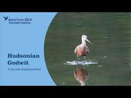 Image result for Limosa haemastica