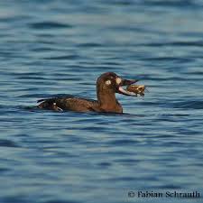 Attēlu rezultāti vaicājumam “Melanitta fusca”
