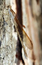 Attēlu rezultāti vaicājumam “Sympecma paedisca”