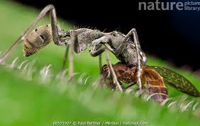 Attēlu rezultāti vaicājumam “Anthrenus sp. imago”