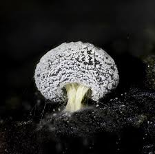 Attēlu rezultāti vaicājumam “Didymium sp.”