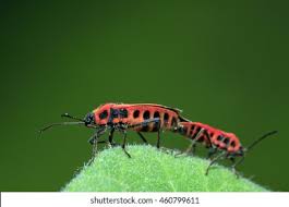 Attēlu rezultāti vaicājumam “Lygaeidae”