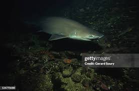 Image result for Hexanchus griseus