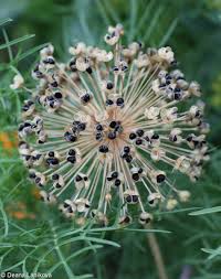 Attēlu rezultāti vaicājumam “Allium holandicum bud”