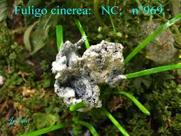 Attēlu rezultāti vaicājumam “Fuligo cinerea”