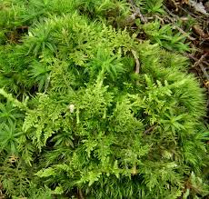 Attēlu rezultāti vaicājumam “Thuidium recognitum”