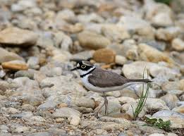 Attēlu rezultāti vaicājumam “Charadrius dubius adult”