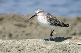 Attēlu rezultāti vaicājumam “Calidris falcinellus adult”