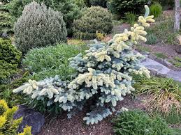 Attēlu rezultāti vaicājumam “Picea”