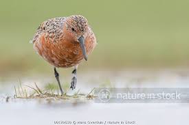 Attēlu rezultāti vaicājumam “Calidris canutus adult”