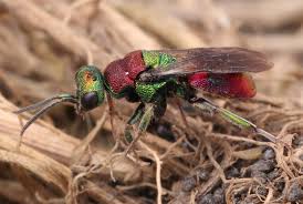 Attēlu rezultāti vaicājumam “Hedychrum sp.”