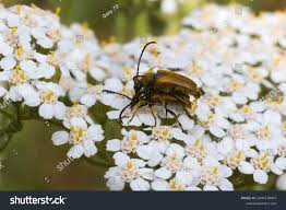 Attēlu rezultāti vaicājumam “Paracorymbia maculicornis”